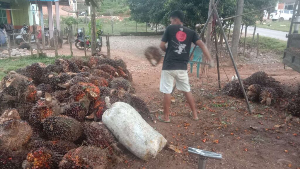 Petani Sawit Kecamatan Ipuh Bahagia Harga TBS Meningkat