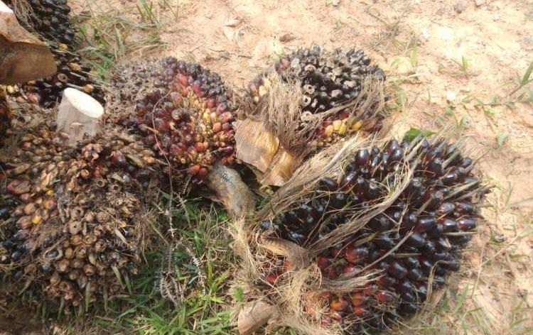 Narasi ‘Siak Tidak Baik-Baik Saja’ Bikin Petani Sawit Heran, soalnya Harga TBS Stabil Rp3.000-an