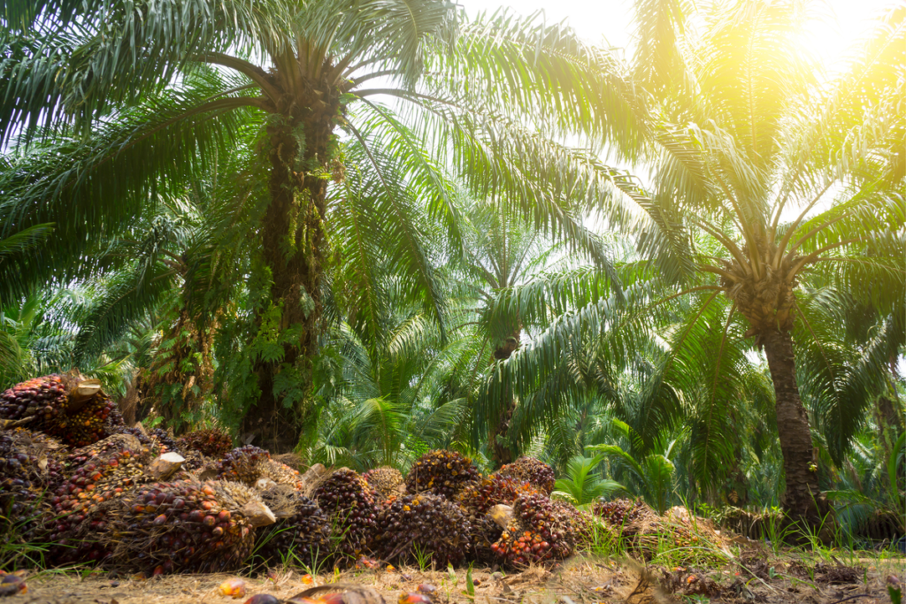 Bisakah Kebun Kelapa Sawit Jadi Hutan Lagi? Ini Penjelasan KLH Soal Reforestasi
