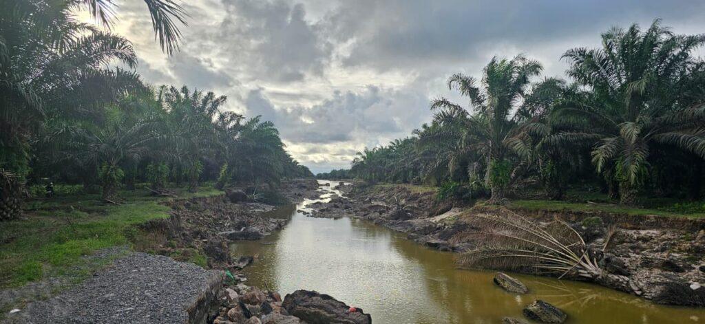 5 Provinsi Yang Miliki Kebun Sawit Tidak Produktif Paling Terluas