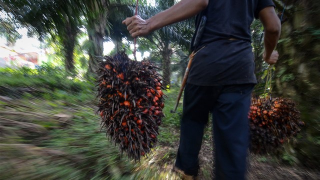 BPDP Latih 29 Ribu Petani Sawit, Genjot Daya Saing Industri