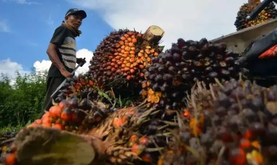 Hilirisasi Sawit Harus Ciptakan Produk Inovatif Berbasis Teknologi