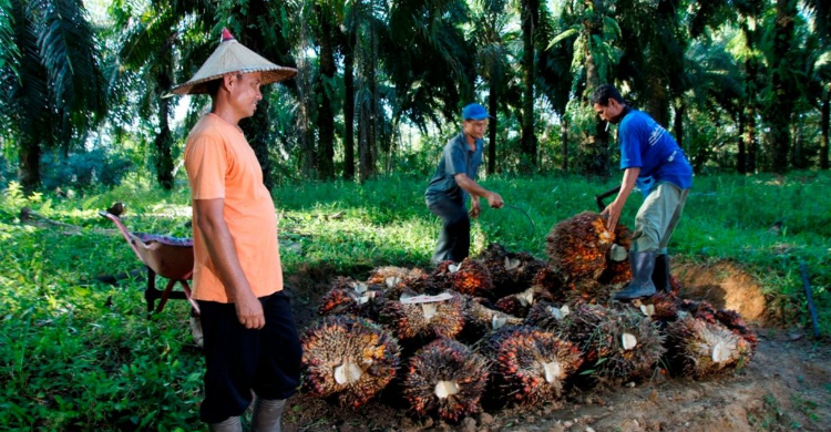 Sawit Sempat Tertekan, PTPN IV PalmCo Jaga Serapan TBS Petani Sesuai Aturan