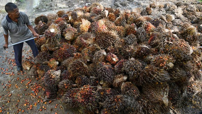 pasokan-kelapa-sawit-buat-bahan-baku-b50_169